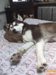 霸道犬图片,威严与忠诚的完美结合